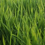 Grass Puns