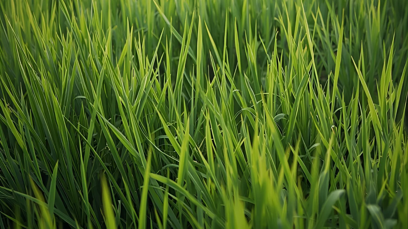 Grass Puns